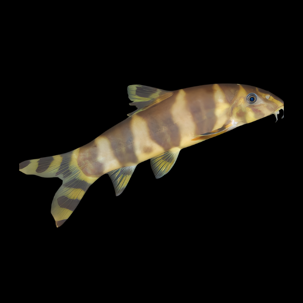 Emperor Loach Botia Udomritthiruji 4cm - Real Aquatics