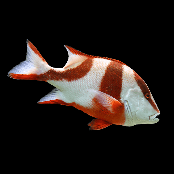 Emperor Snapper Lutjanus Sebae - Real Aquatics