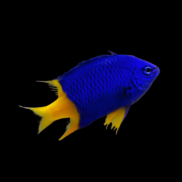 Emperor Yellow Tail Damsel Chrysiptera cf Parasema - Real Aquatics