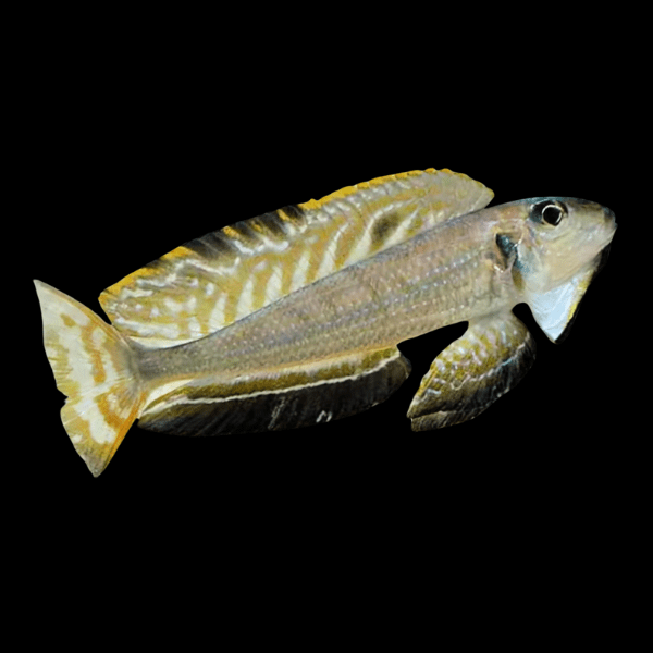 Black Chinned Xenotilapia Enantiopus Melanogenys Kasanga 8cm - Real Aquatics