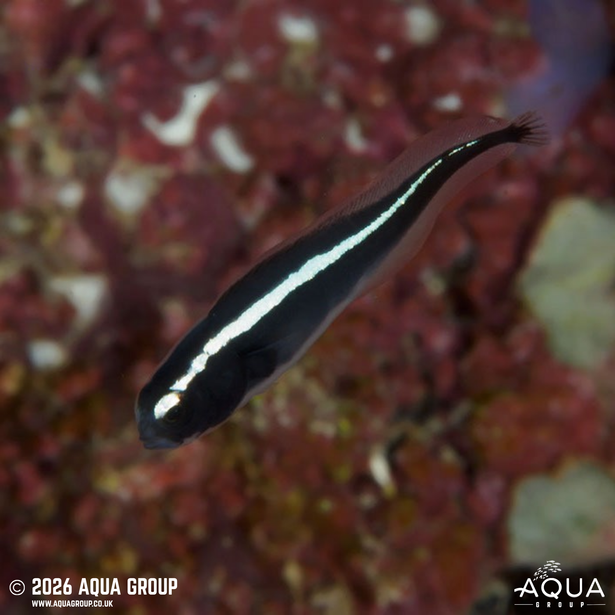 Engineer Goby (Pholidichthys leucotaenia)