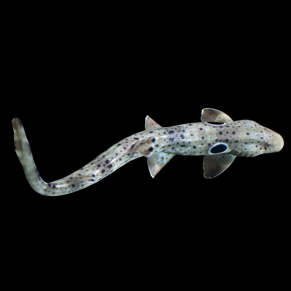 Epaulette Shark Hemiscyllium Ocellatum - Real Aquatics