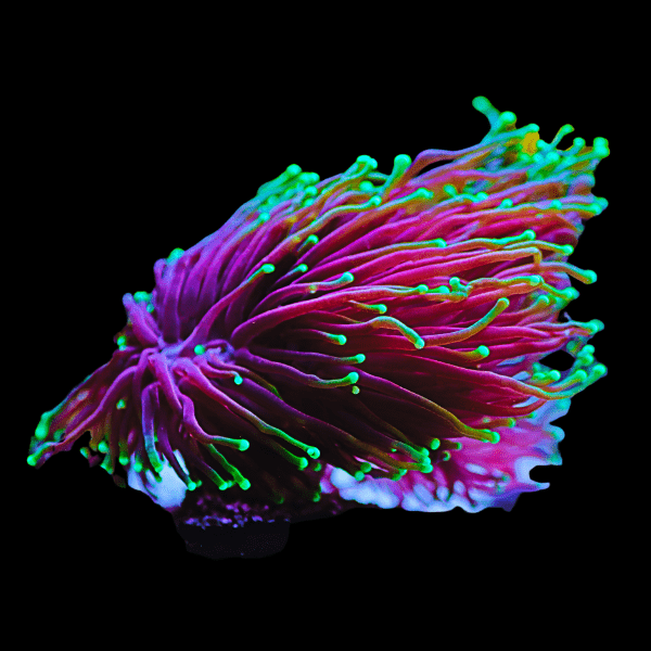 Euphylia Torch Hard Coral Euphyllia Glabrescens - Real Aquatics