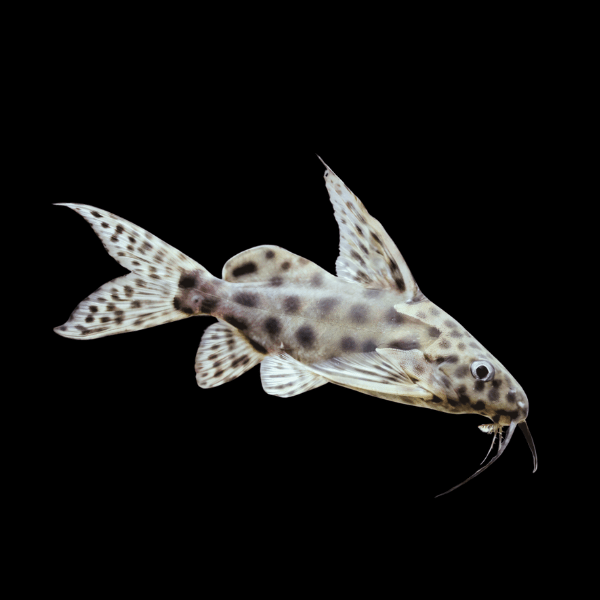 Eye Spot Catfish Synodontis Longirostris 10cm - Real Aquatics
