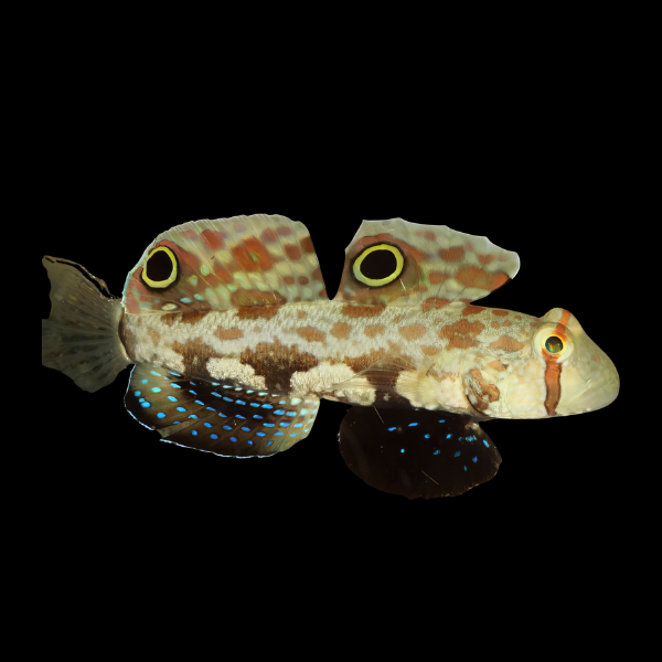 Eye Spot Goby Signigobius Biocellatus - Real Aquatics