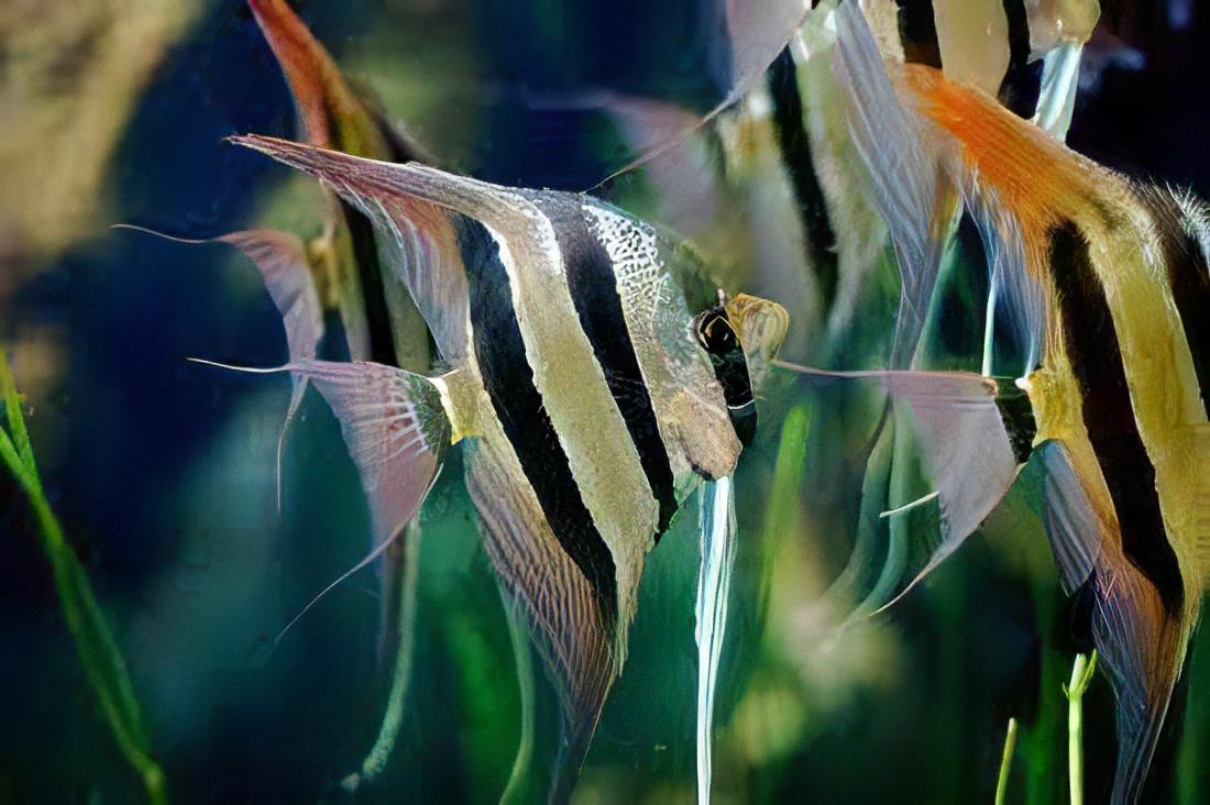 Altum Angelfish Orinoco Pterophyllum Altum 5cm