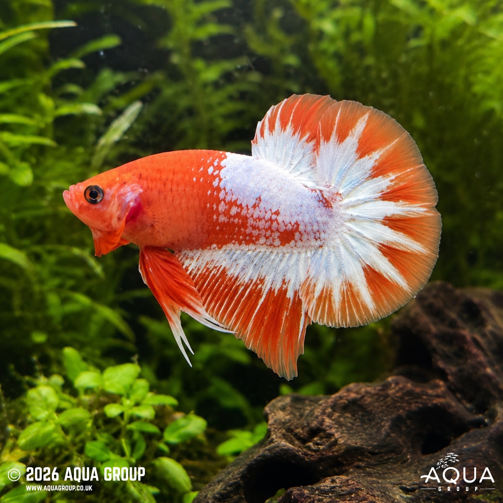 FCCP Plakat Betta #7