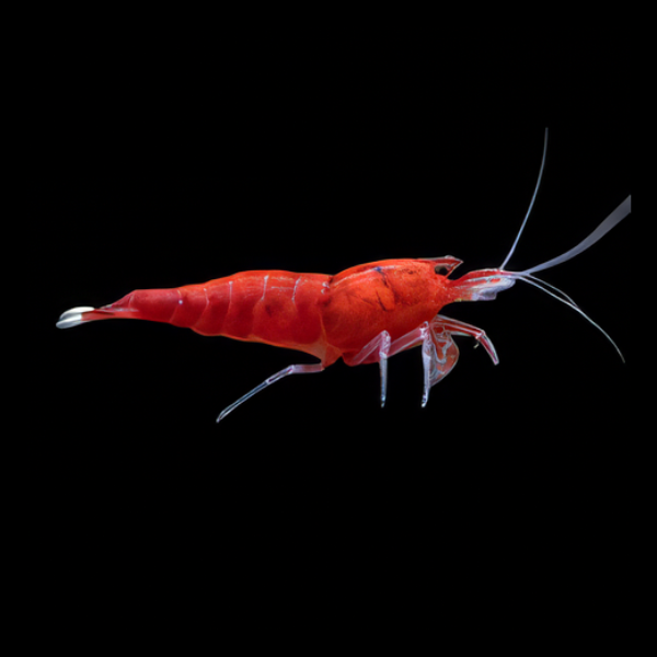 10 x Full Red King Kong High Grade Shrimp Caridina Sp 2cm - Real Aquatics