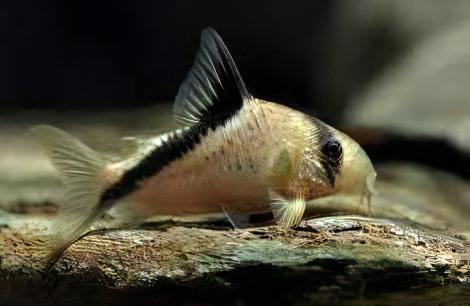 False Bandit Corydoras Melini 4cm Catfish - Real Aquatics