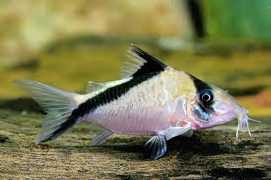 False Bandit Corydoras Melini 4cm Catfish - Real Aquatics