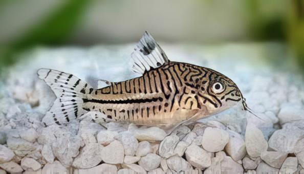 False Julii Corydoras Trilinieatus 4cm Catfish - Real Aquatics