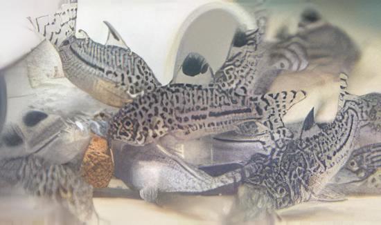 False Julii Corydoras Trilinieatus 4cm Catfish - Real Aquatics