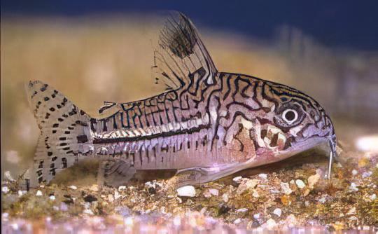 False Julii Corydoras Trilinieatus 4cm Catfish - Real Aquatics