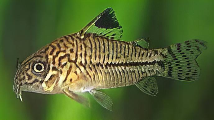 False Julii Corydoras Trilinieatus 4cm Catfish - Real Aquatics