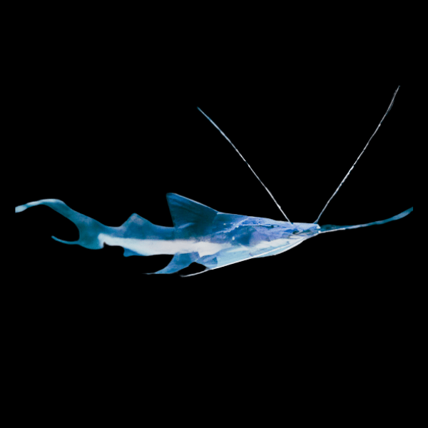 False Tigrinus Slobbering Catfish Goslinia Platynema 12cm - Real Aquatics