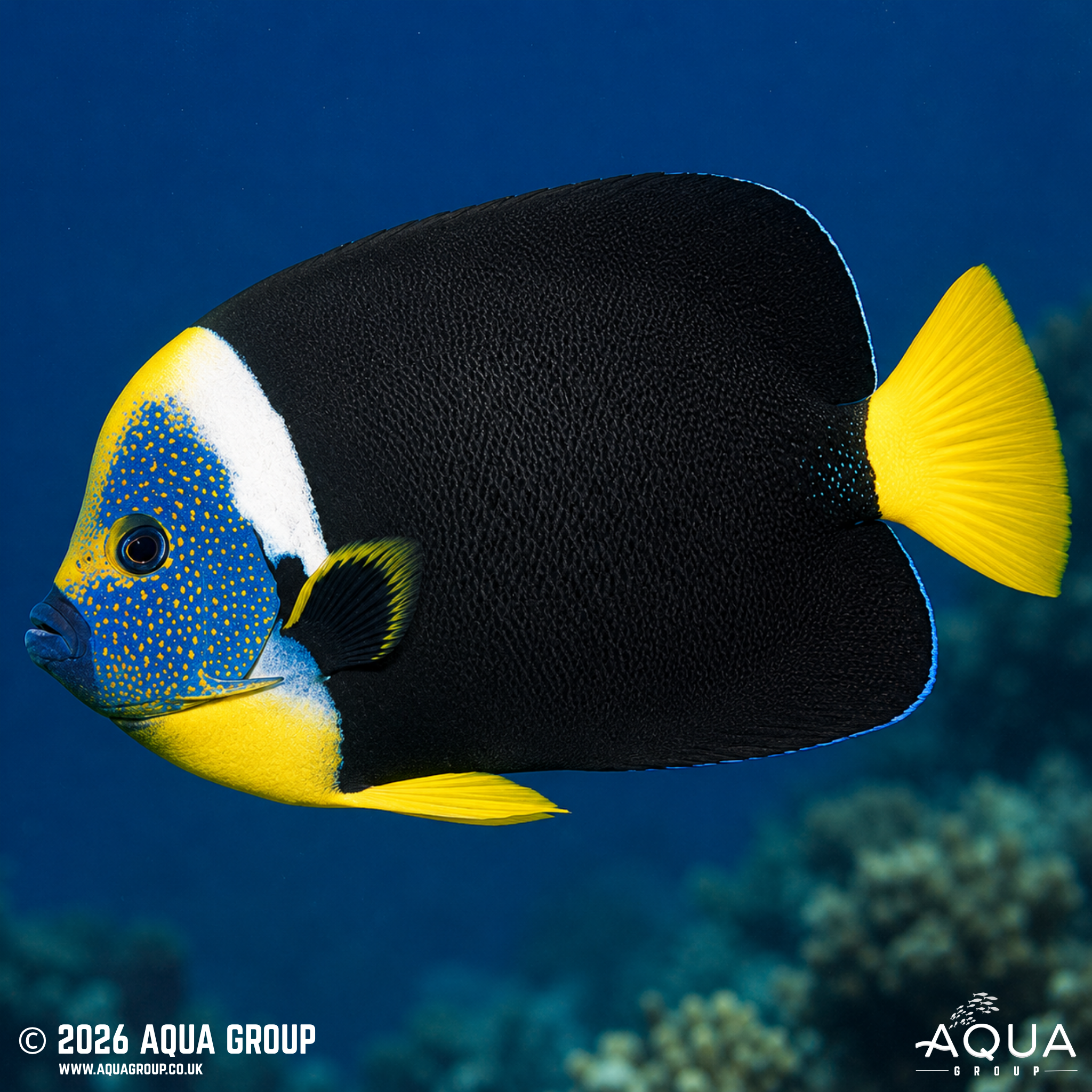 False Personifer Angelfish