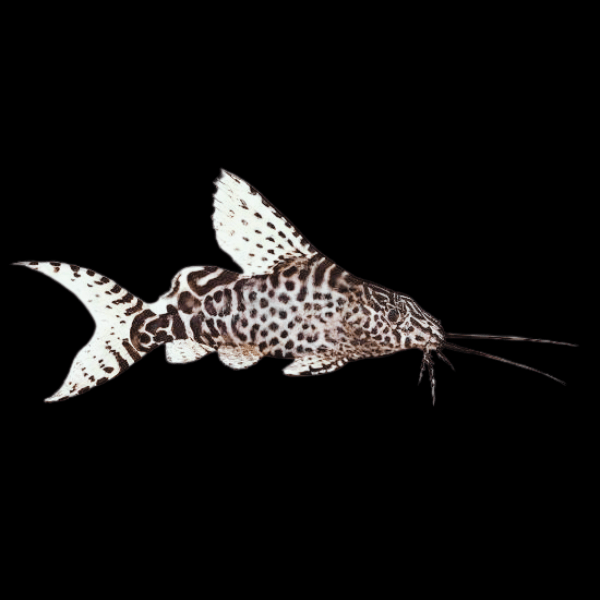 Feather Fin Catfish Synodontis Eupterus 5cm - Real Aquatics
