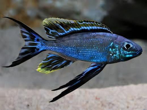 Featherfin Cichlid Cyathopharynx Furcifer 4cm - Real Aquatics