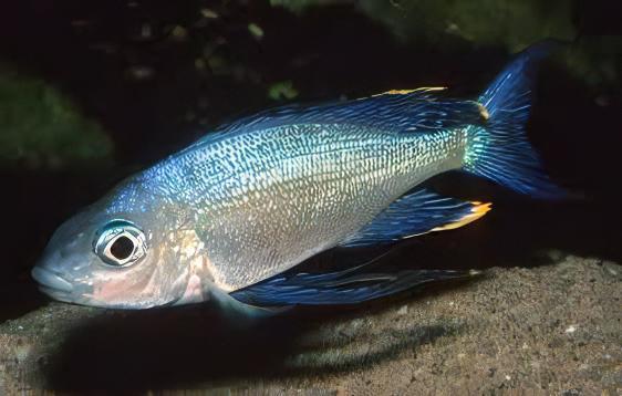 Featherfin Cichlid Cyathopharynx Furcifer 4cm - Real Aquatics