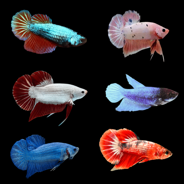 Plakat Betta Assorted Female 3cm - Real Aquatics