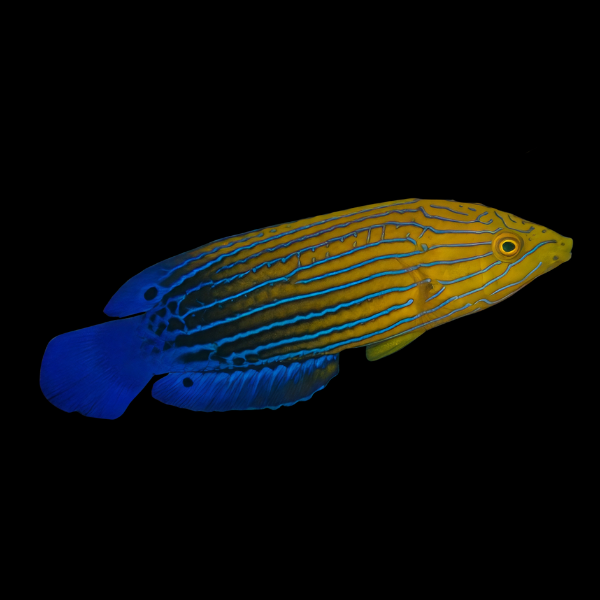 Femininus Wrasse Anampses Femininus - Real Aquatics