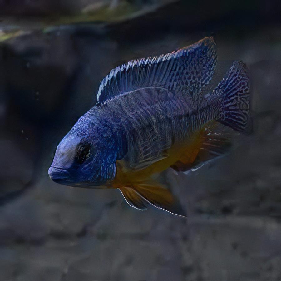 Haplochromis Fenestratus Malawi African Cichlid
