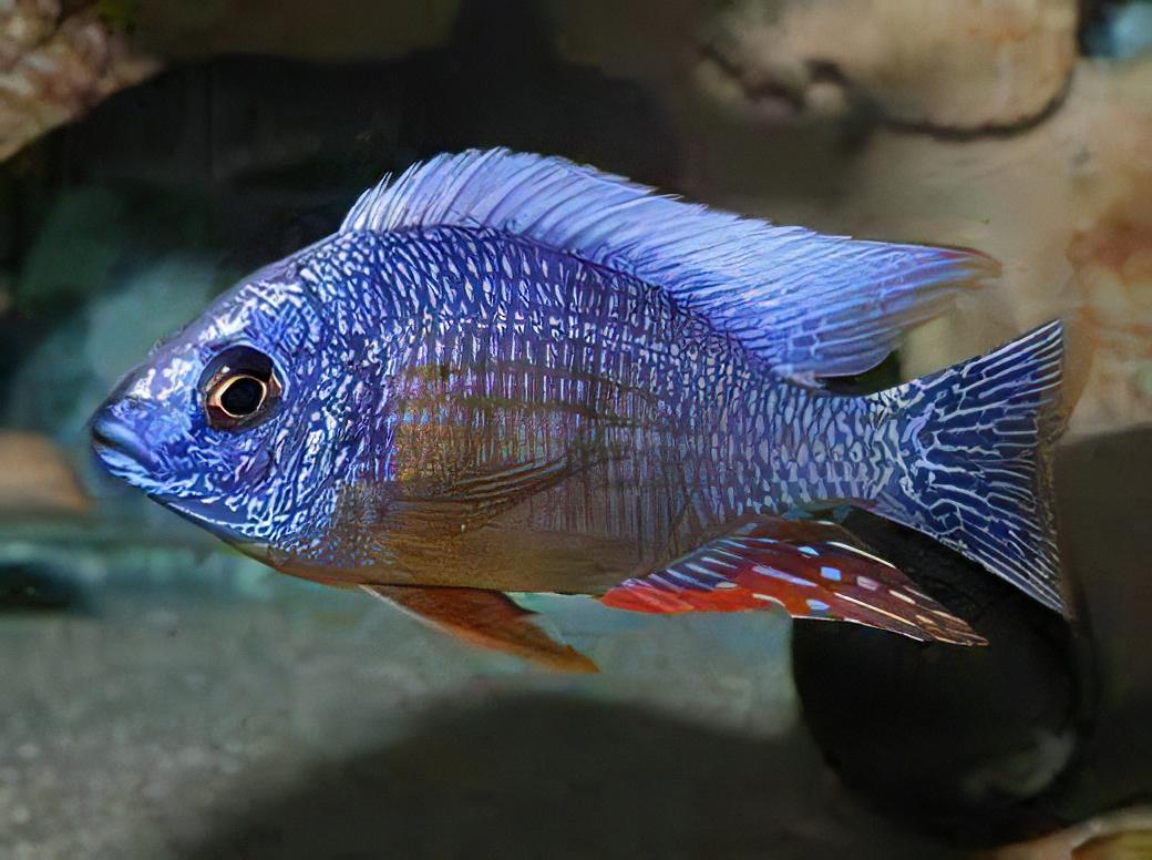 Haplochromis Fenestratus Malawi African Cichlid