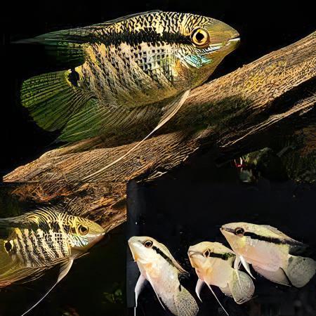 Festive Flag Cichlid Mesonauta Festivus 5cm - Real Aquatics