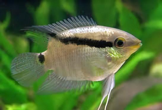 Festive Flag Cichlid Mesonauta Festivus 5cm - Real Aquatics