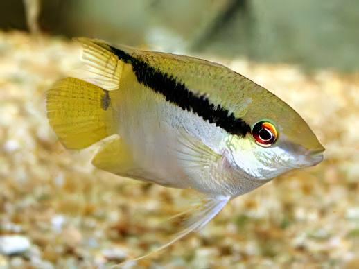 Festive Flag Cichlid Mesonauta Festivus 5cm - Real Aquatics
