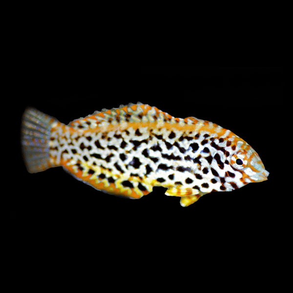 Fiji Leopard Wrasse Macropharyngodon Meleagris - Real Aquatics