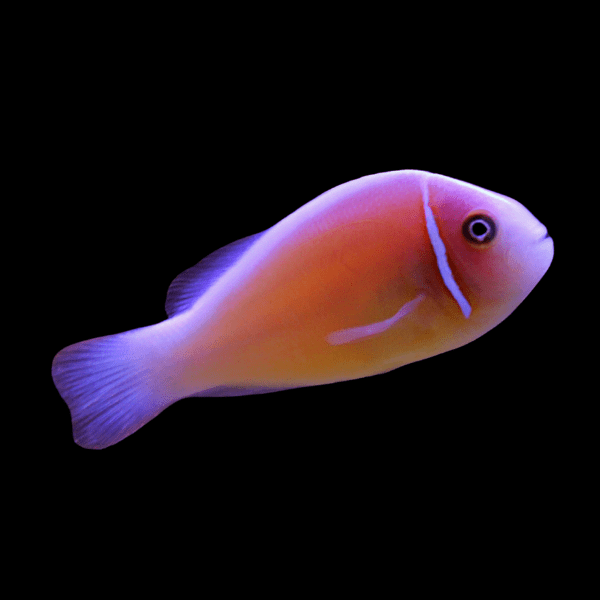 Fiji Skunk Clownfish Amphiprion Perideraion - Real Aquatics