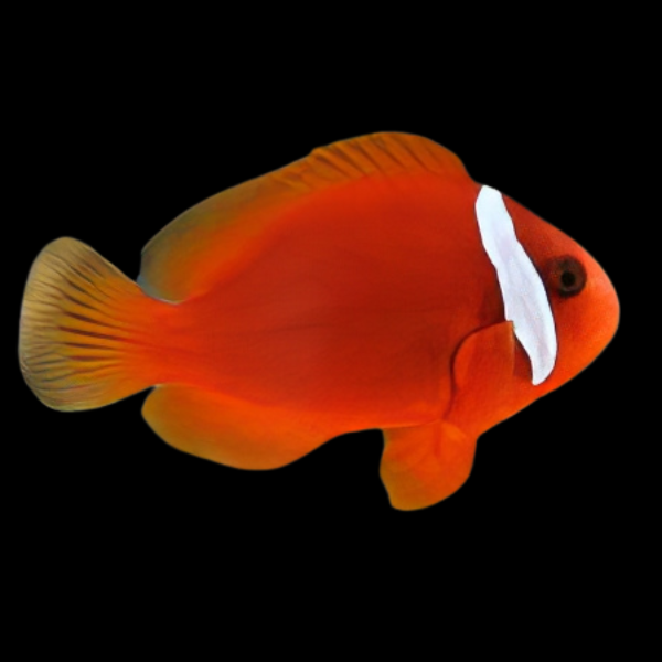Fiji Tomato Clownfish Amphiprion Frenatus - Real Aquatics