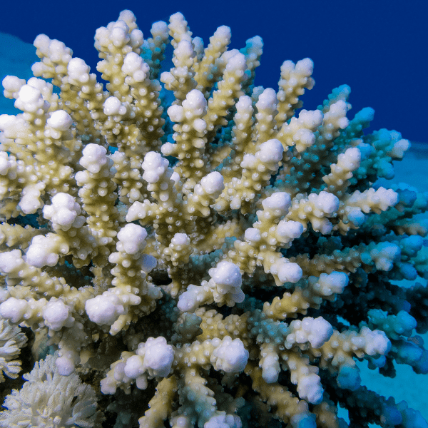 Finger Cauliflower Soft Coral Cladiella Sp - Real Aquatics