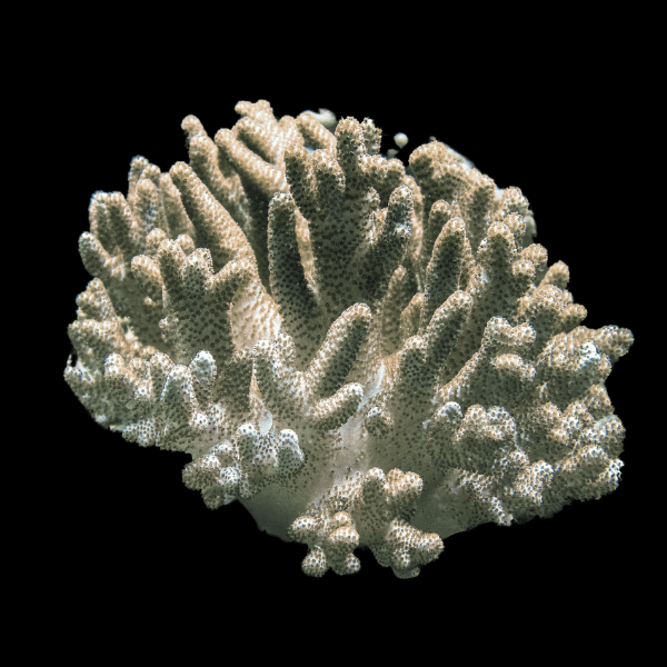 Finger Cauliflower Soft Coral Cladiella Sp - Real Aquatics