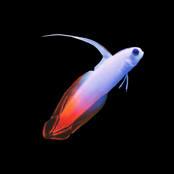 Fire Fish Red Nemateleotris Magnifica - Real Aquatics