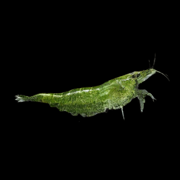 Fire Green Shrimp Neocaridina 2cm - Real Aquatics