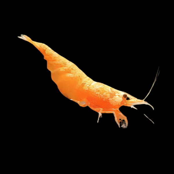 Fire Orange Shrimp Neocaridina 2cm - Real Aquatics