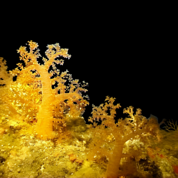 Fire Yellow Soft Coral Nephthyigorgia Sp - Real Aquatics