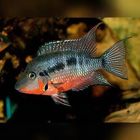 Firemouth Cichlid Thorichthys Meeki 4cm - Real Aquatics
