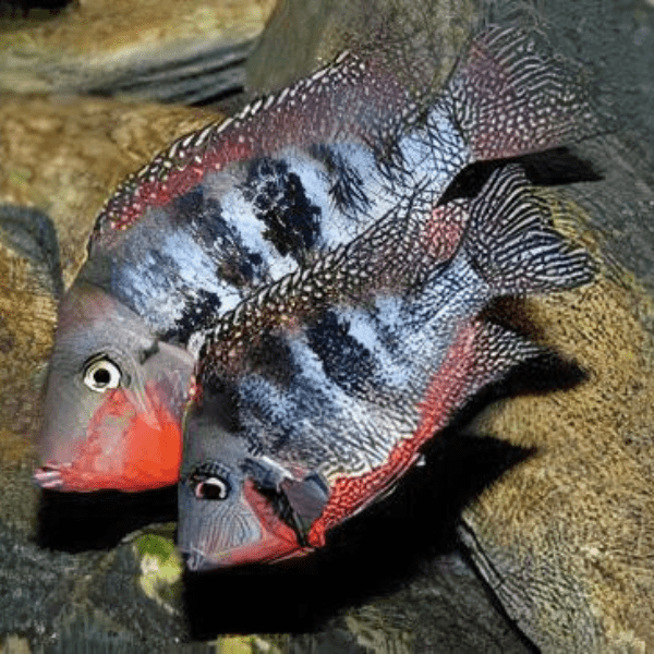 Firemouth Cichlid Thorichthys Meeki 4cm - Real Aquatics