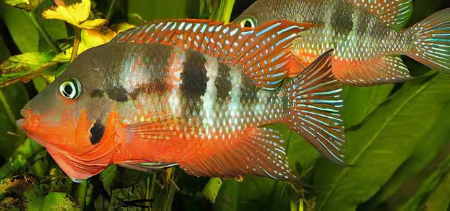 Firemouth Cichlid Thorichthys Meeki 4cm - Real Aquatics