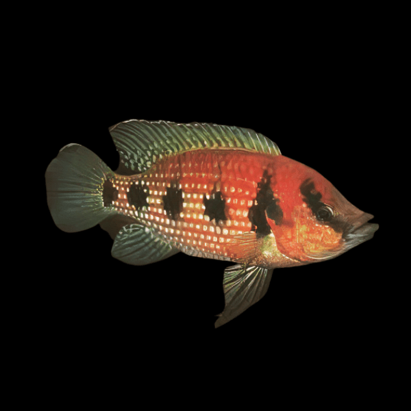 Five Star General Cichlid Hemichromis Elongatus 5cm - Real Aquatics