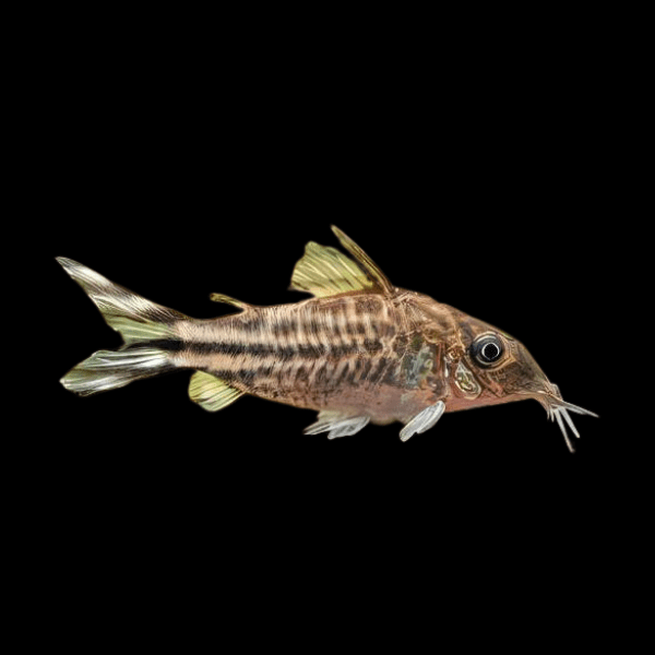 Flagtail Banner Tail Corydoras Robineae 4cm Catfish - Real Aquatics