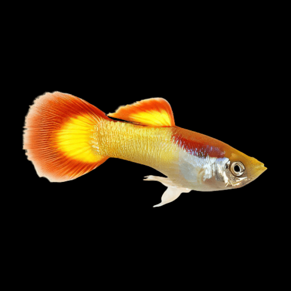Flame Male Guppy Poecilia Reticulata 3cm - Real Aquatics