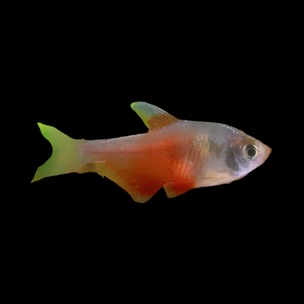 Flame Tetra Hyphessobrycon Flammeus 2cm - Real Aquatics