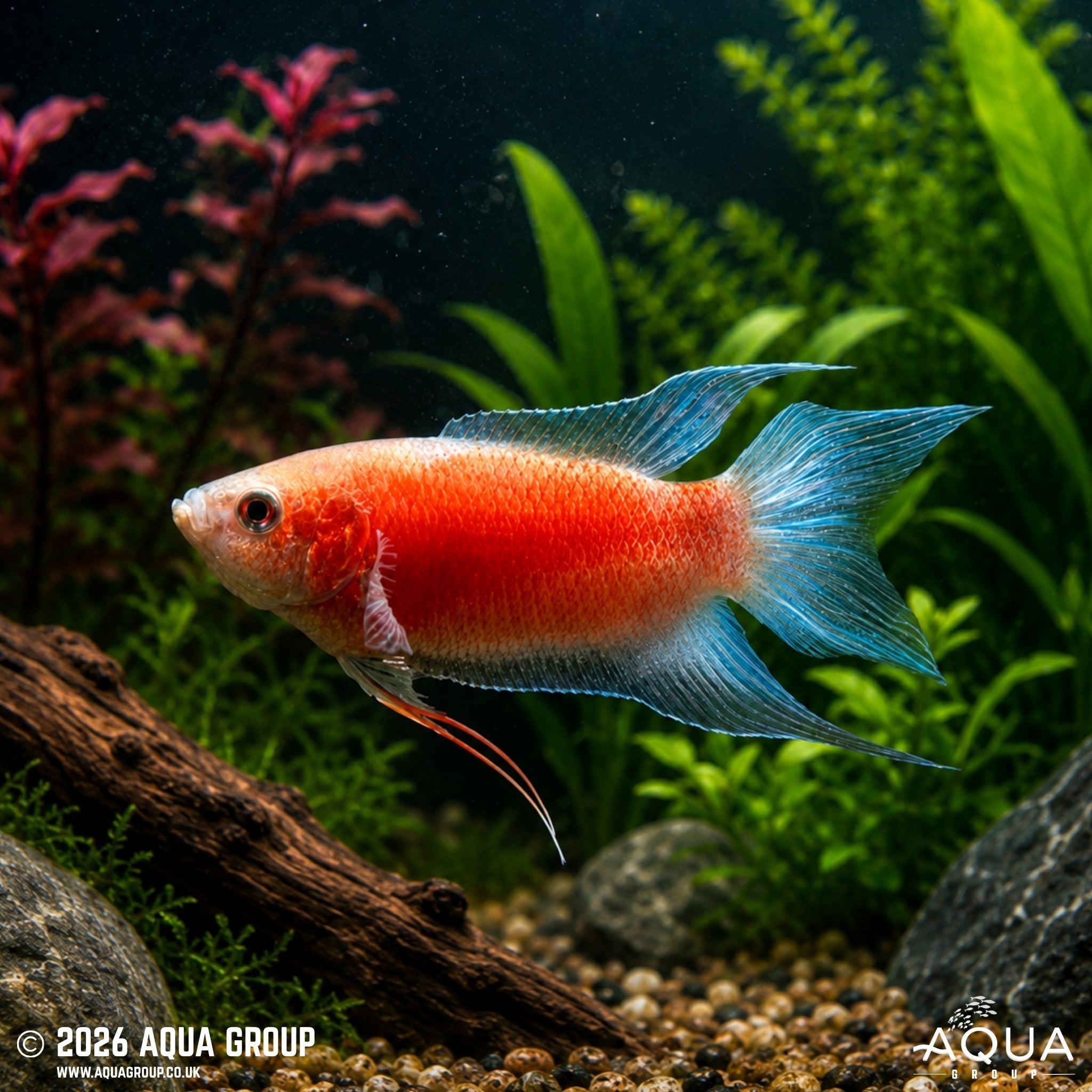 Flame Paradise Fish (Macropodus opercularis)