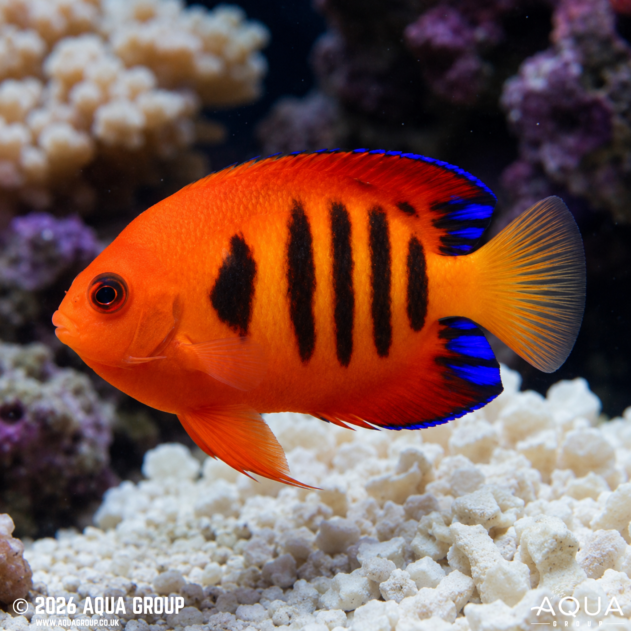 Flame Angel (Centropyge loriculus)