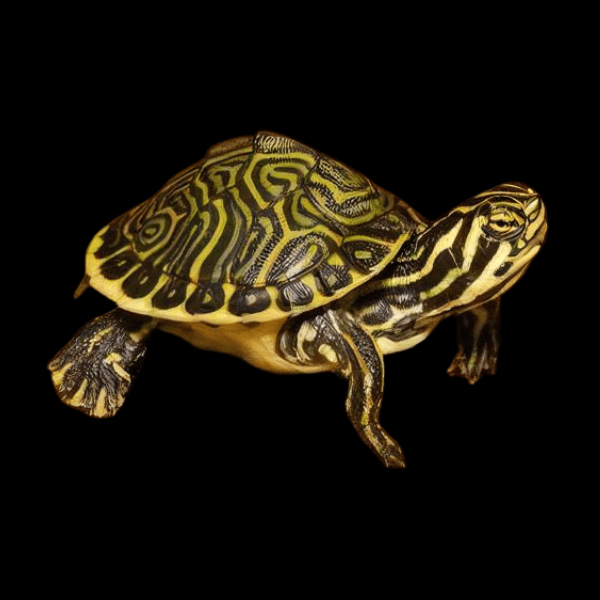 Florida Cooter Turtle Pseudemys Floridana Juvenile 5cm - Real Aquatics