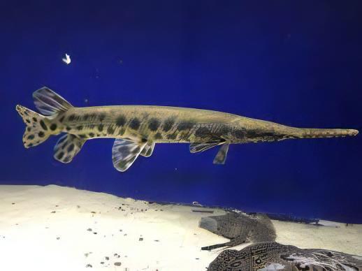 Florida Spotted Gar Lepisosteus Platyrhincus
